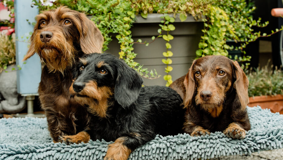 Long Haired Wire Haired Dachshund / Dachshund Dog Breed